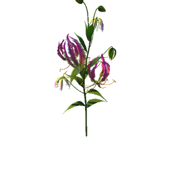 Flower Gloriosa3_1